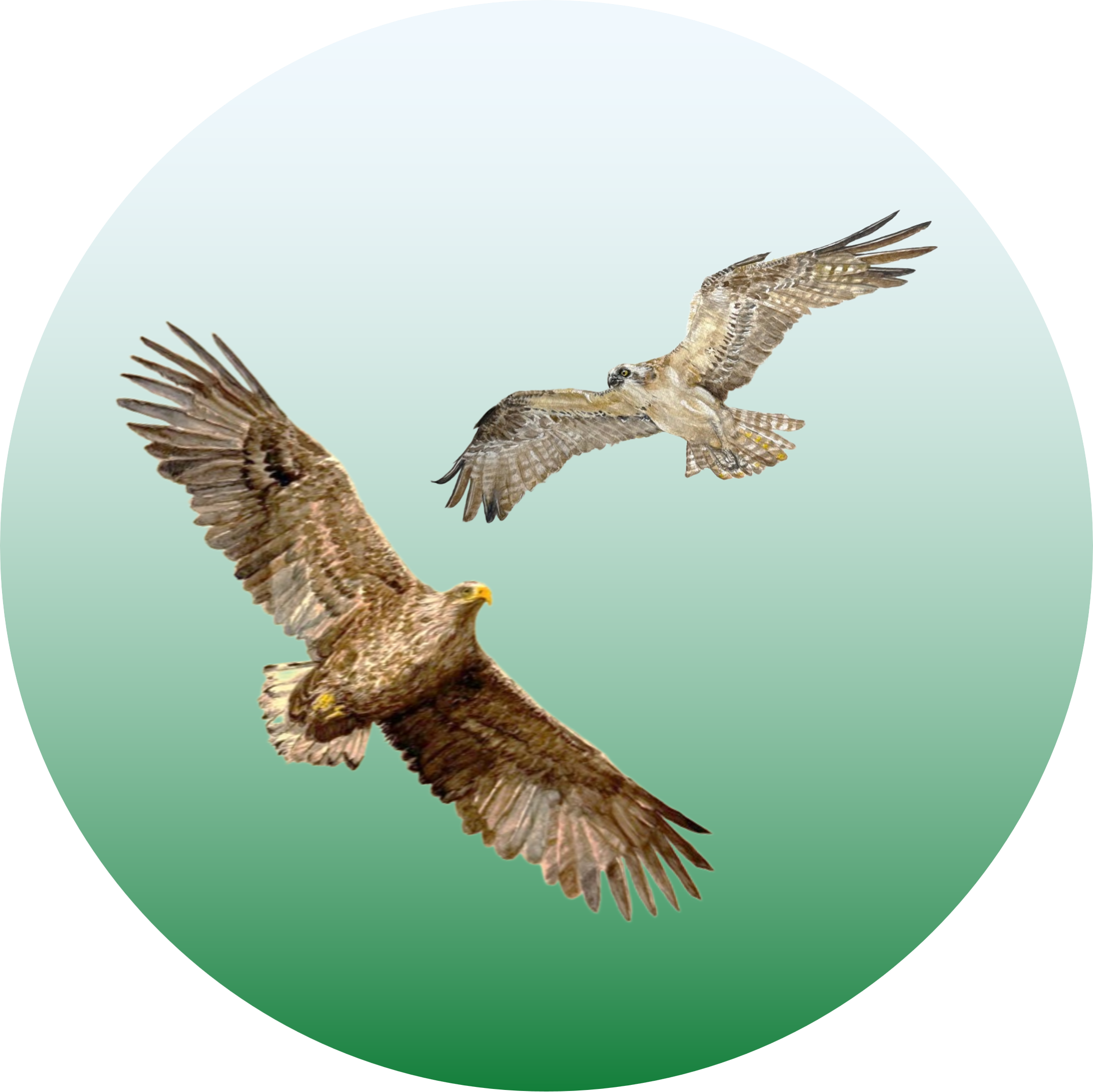 Roy Dennis Wildlife Foundation